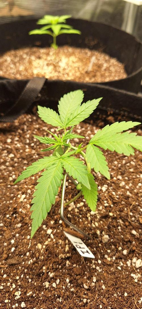 Industrial Parfait Auto. Week 3