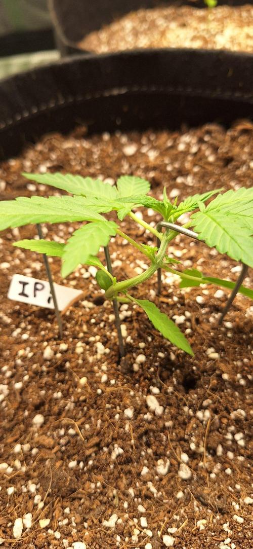Industrial Parfait Auto. Week 3