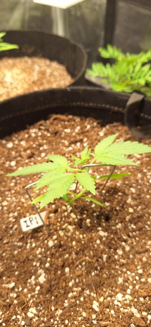 Industrial Parfait Auto. Week 3