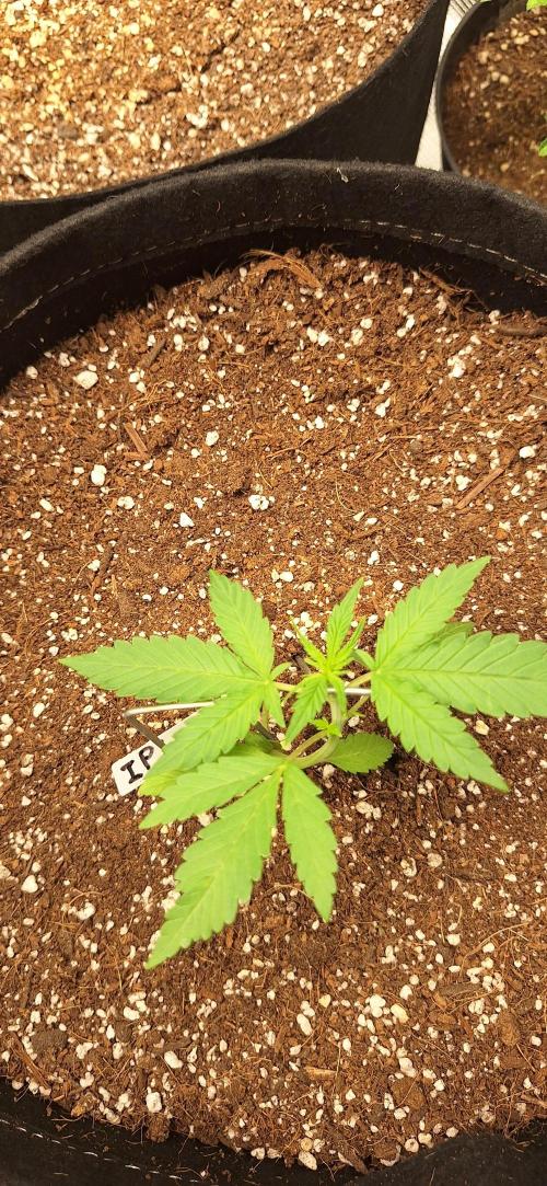 Industrial Parfait Auto. Week 3