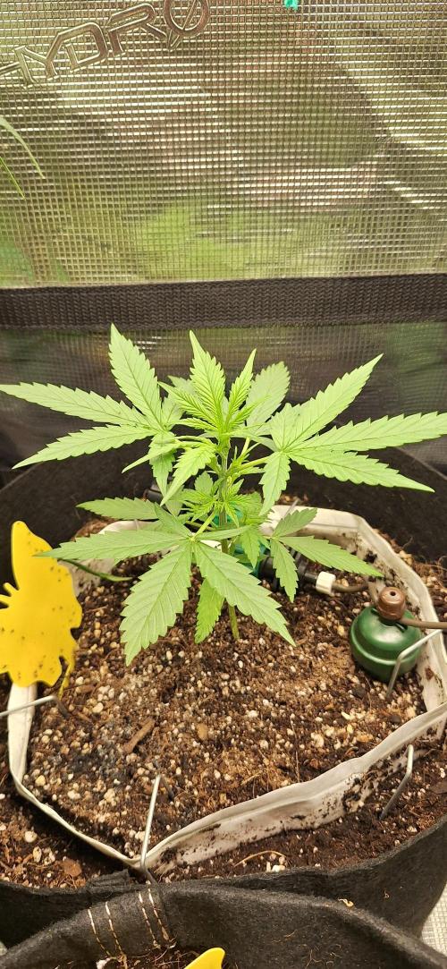 Grimace - Gorilla Purple Auto. Week 3
