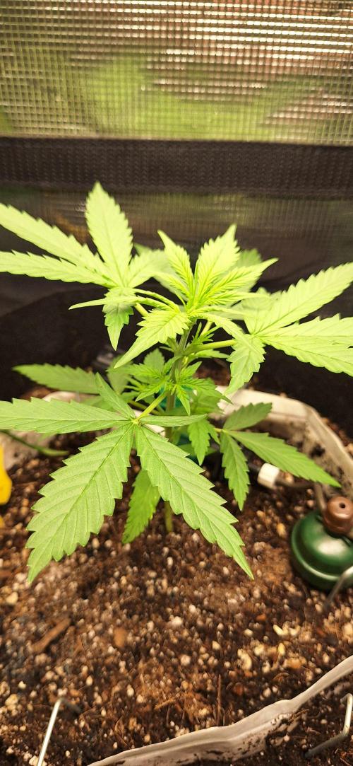 Grimace - Gorilla Purple Auto. Week 3