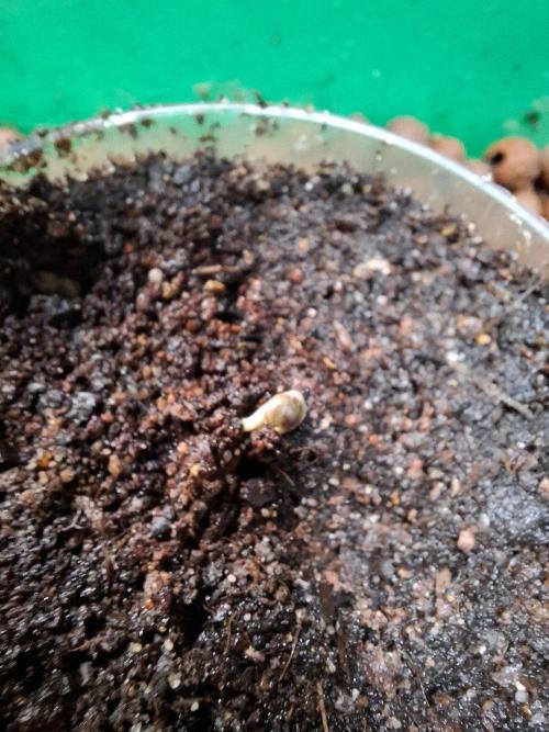 Green Bodhi: Guava Fig x Hazey Kush. Week 0 - When Root is big enough i dig a hole as big as the Roots and put it in the Soil.
