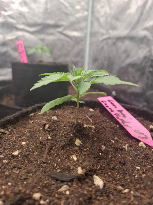 Green Bodhi: Guava Fig x Hazey Kush. Week 1 - #3
