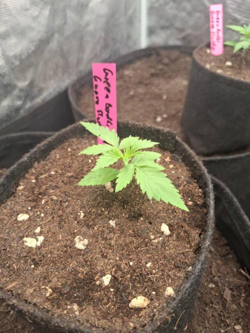 Green Bodhi: Guava Fig x Hazey Kush. Week 1 - #2
