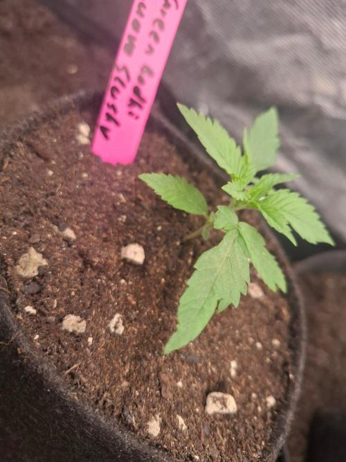 Green Bodhi: Guava Fig x Hazey Kush. Week 1 - #0