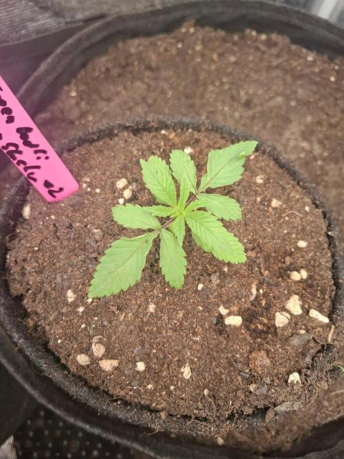 Green Bodhi: Guava Fig x Hazey Kush. Week 1 - #2