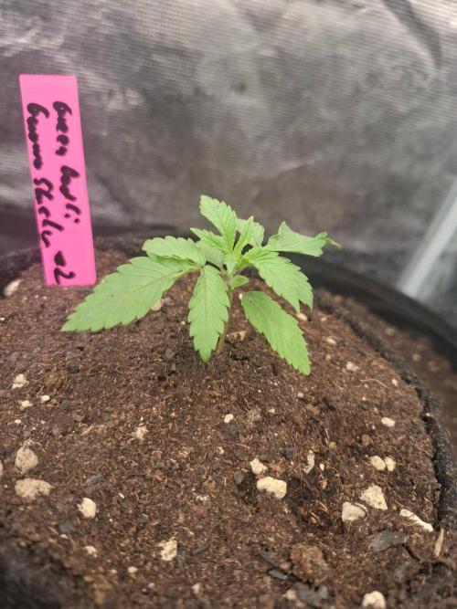 Guava . Week 1