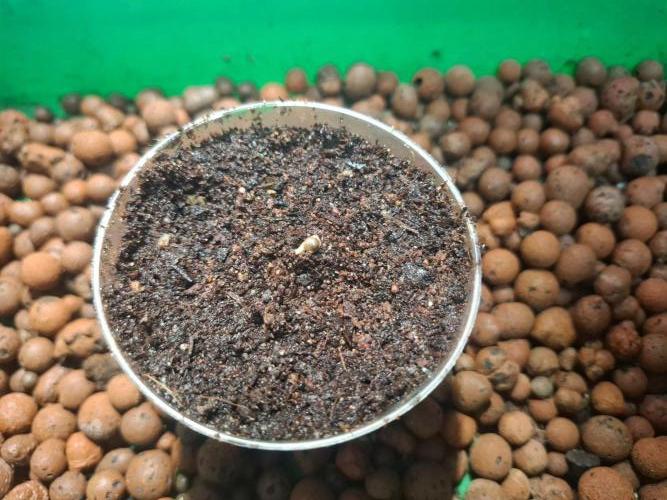 Guava . Week 0