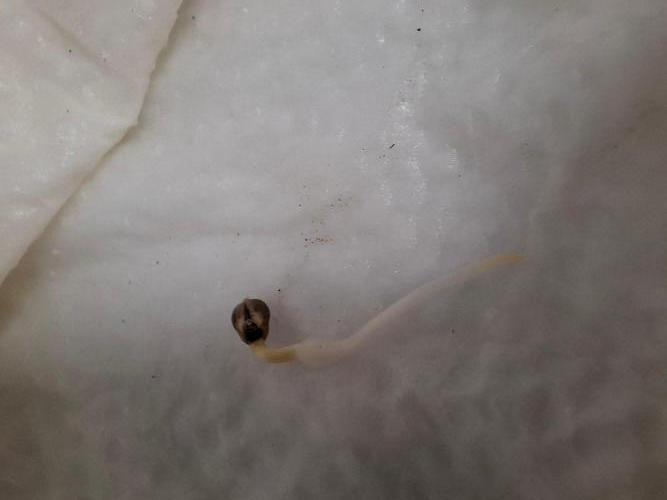 Green Bodhi: Guava Fig x Hazey Kush. Week 0 - First i put the Seeds 24h into water.

After that i put them into a wet Paper.
