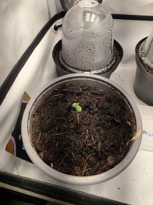 Dragon. Week 1 - 1. Mal fast buds Donnerstag den 26.03 in ein Wasserglas gegeben .