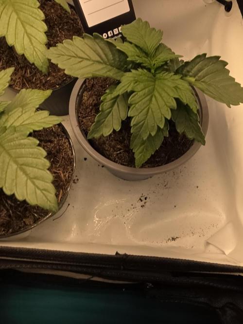 Dragon. Week 2