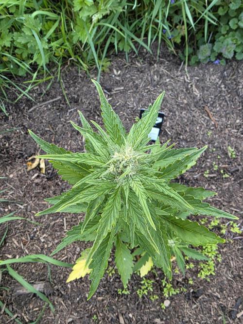 Dragon. Week 5 - 8. Mai