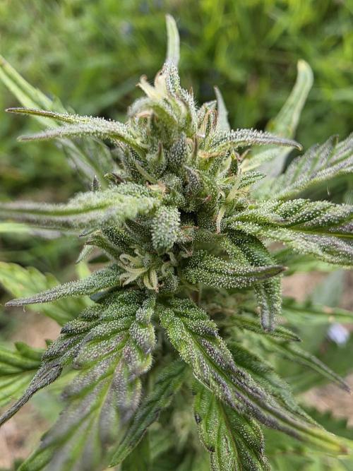 Dragon. Week 6 - Die trichome sind milchig trüb nur noch etwa 7 Tage dann kann ich ernten 