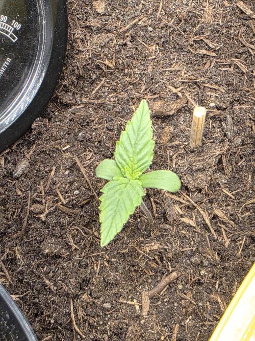 Cream Cookies Auto. Week 0