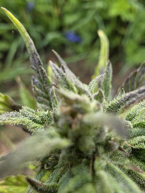 Dragon. Week 7