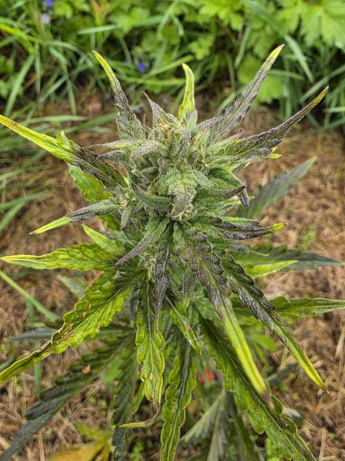 Dragon. Week 7