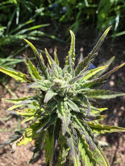 Dragon. Week 7 - 22. Mai 