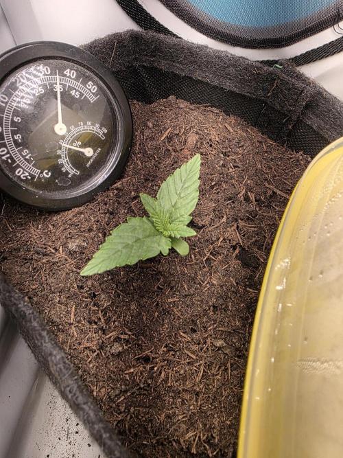 Black Sabbath Cookie. Week 0 - 22. Mai 