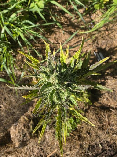 Dragon. Week 7 - 25. Mai 