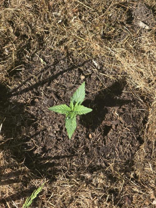 Black Sabbath Cookie. Week 0 - 25. Mai 