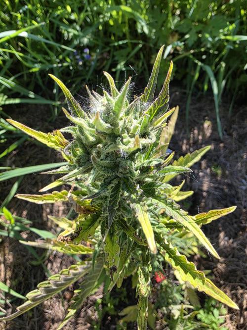 Dragon. Week 8 - 26. Mai 