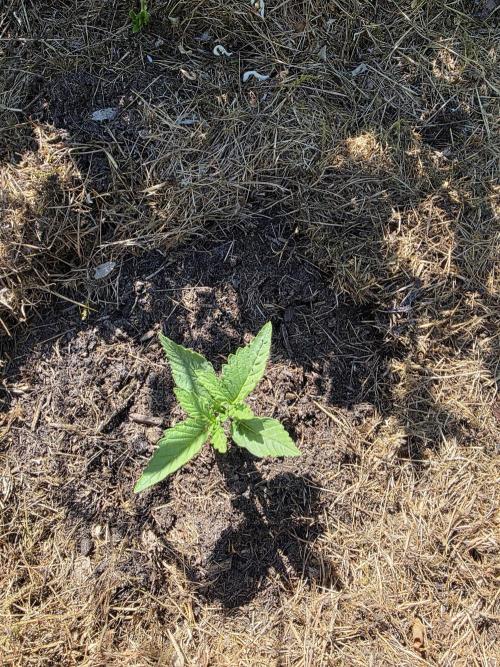 Black Sabbath Cookie. Week 0 - 27. Mai 
Das Wachstum wird immer stärker 