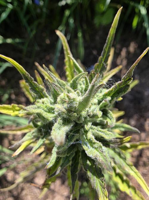 Dragon. Week 8 - 27. Mai 
