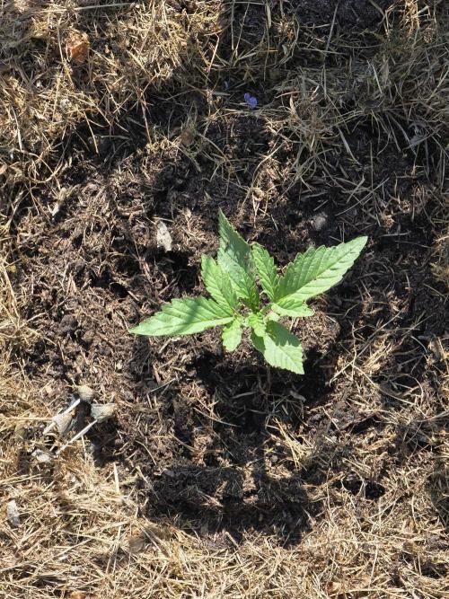 Black Sabbath Cookie. Week 1 - 27. Mai 