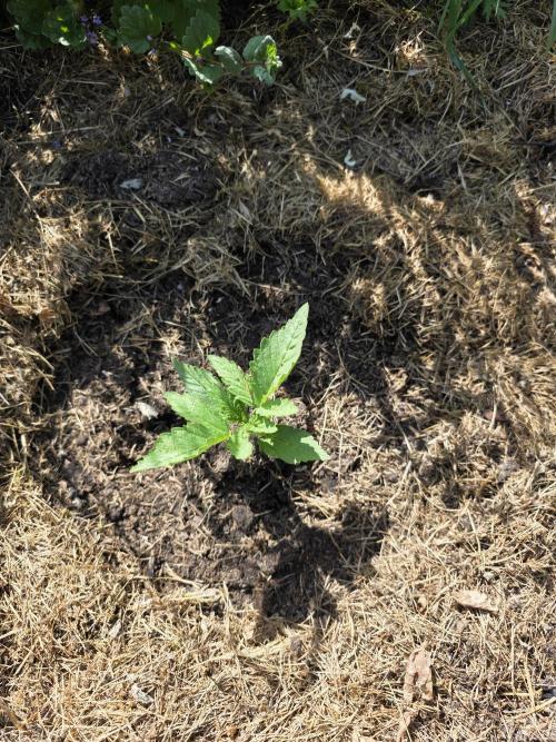 Black Sabbath Cookie. Week 1 - 28. Mai 