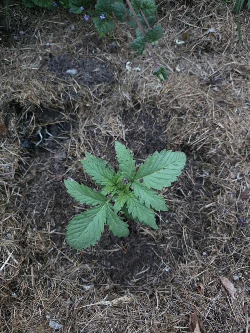 Black Sabbath Cookie. Week 1 - 29. Mai 
