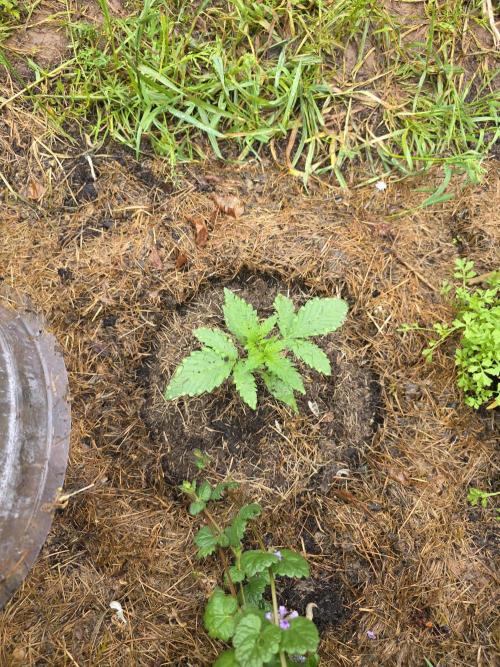 Black Sabbath Cookie. Week 1 - 30. Mai