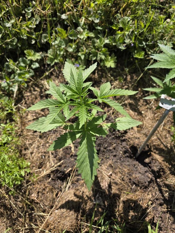 Black Sabbath Cookie. Week 2 - 9. Juni 