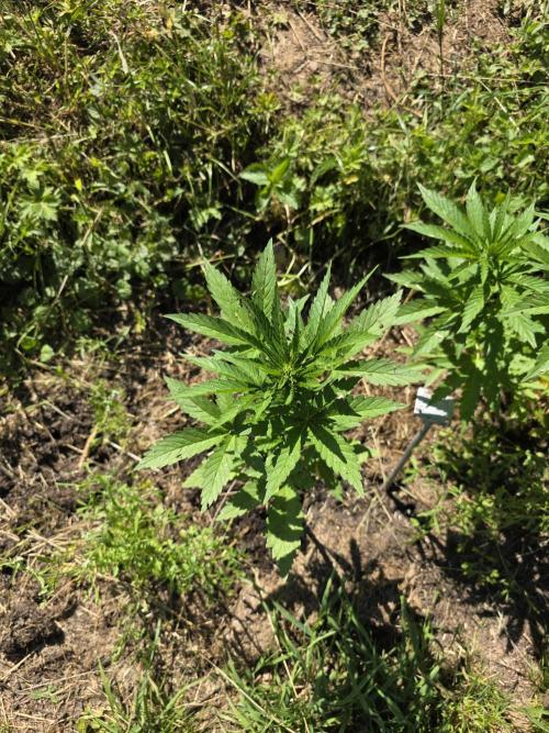 Black Sabbath Cookie. Week 3 - 18. Juli 