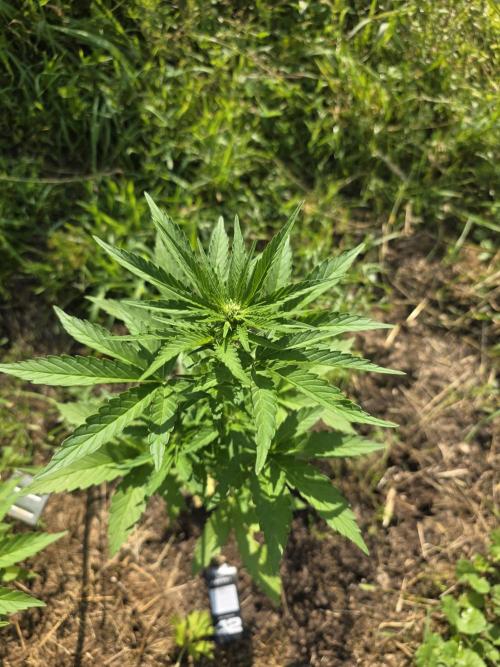 Black Sabbath Cookie. Week 3 - 20. Juli 