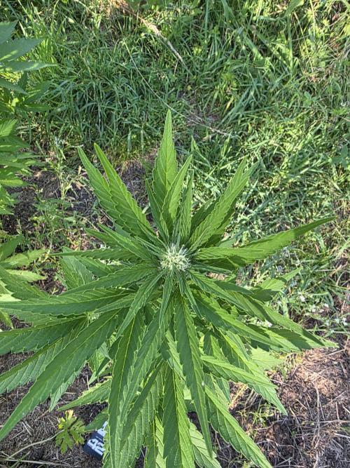 Black Sabbath Cookie. Week 3 - 22. Juli