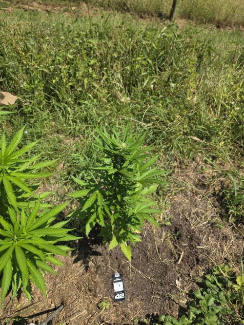 Black Sabbath Cookie. Week 3 - 27. Juli 