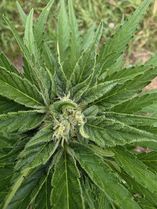 Black Sabbath Cookie. Week 4 - 5. Juli