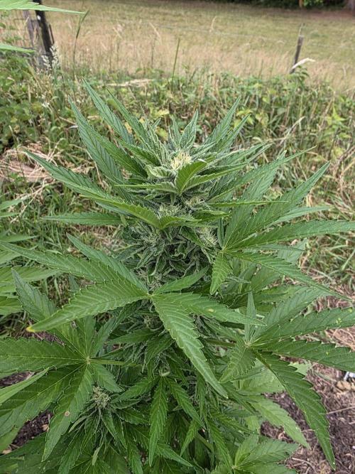 Black Sabbath Cookie. Week 4 - 5. Juli 