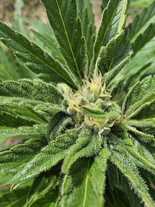 Black Sabbath Cookie. Week 4