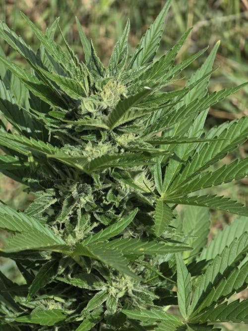 Black Sabbath Cookie. Week 4 - 6. Juli
Blüte verläuft besser denn je.😊