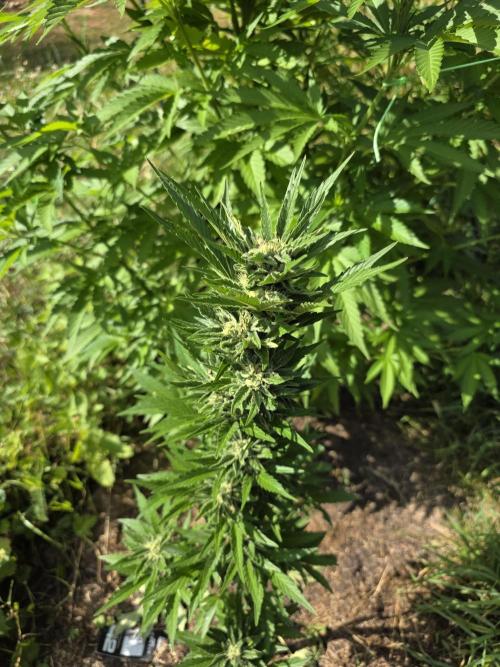 Cream Cookies Auto. Week 5