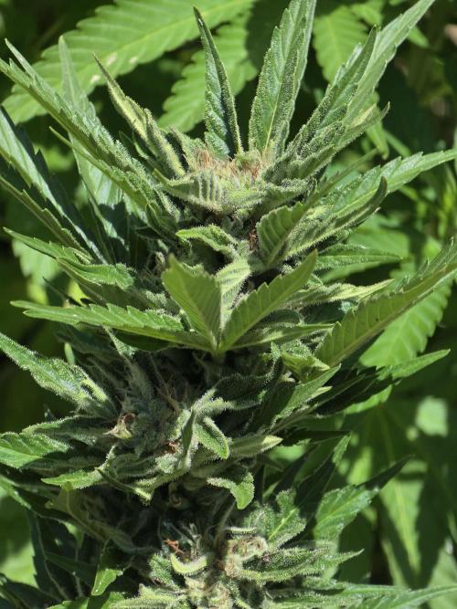 Black Sabbath Cookie. Week 5