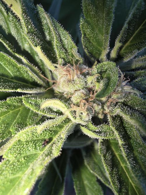 Black Sabbath Cookie. Week 5