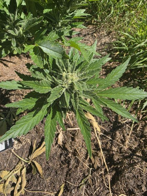 Black Sabbath Cookie. Week 5