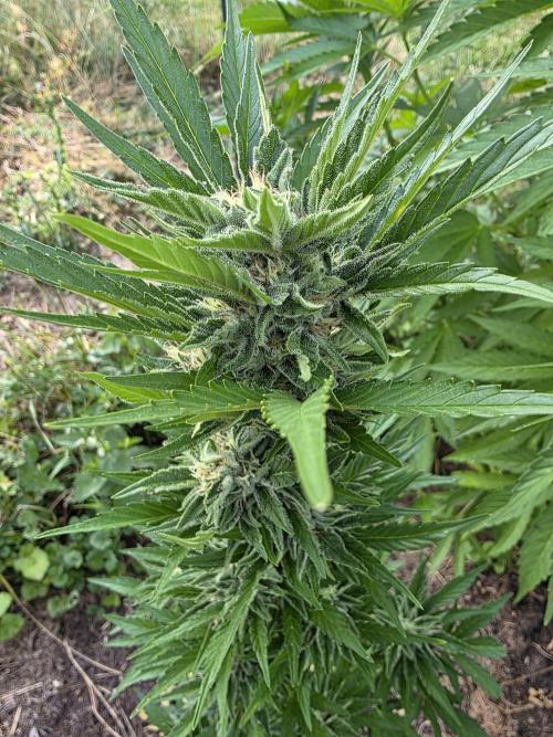 Black Sabbath Cookie. Week 5