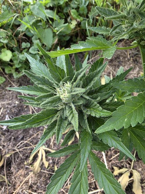 Black Sabbath Cookie. Week 5