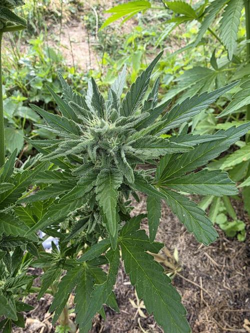 Cream Cookies Auto. Week 5