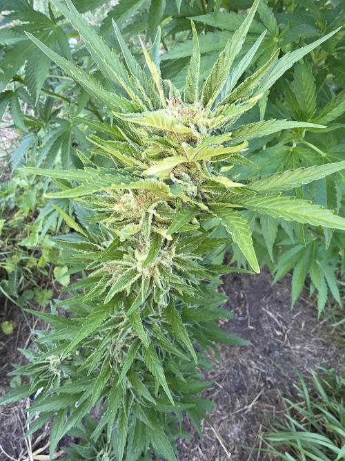 Black Sabbath Cookie. Week 6