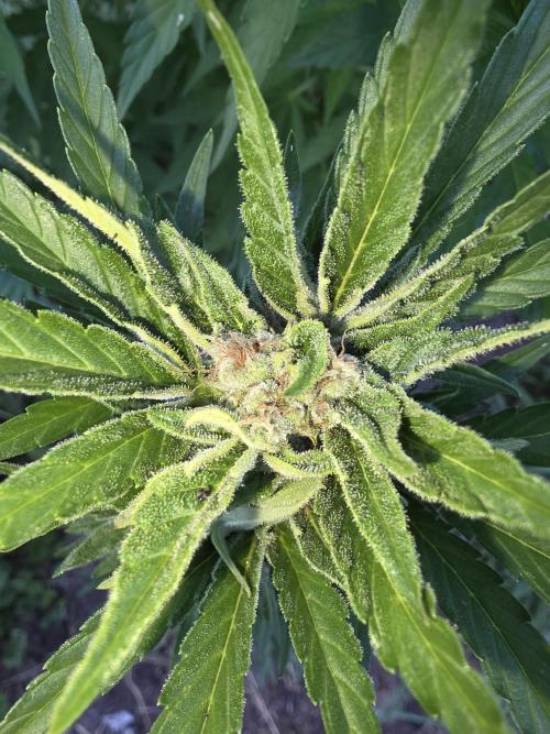Black Sabbath Cookie. Week 6
